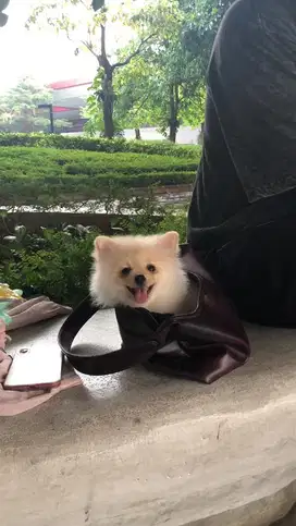 Dijual Super Minipom
