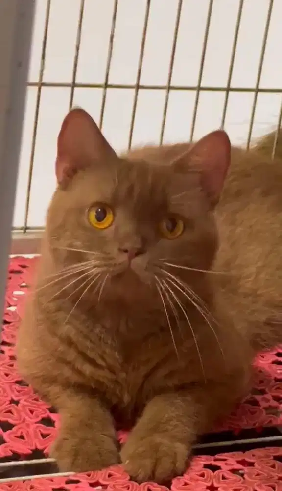Kucing BSH Cinnamon Import