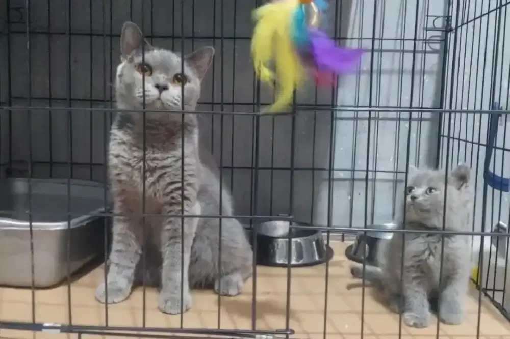 British Shorthair Ibu Dan Anak Borongan