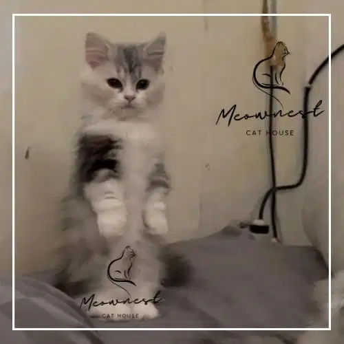 KITTEN PERSIA MUNCHKIN (Kaki Pendek)49