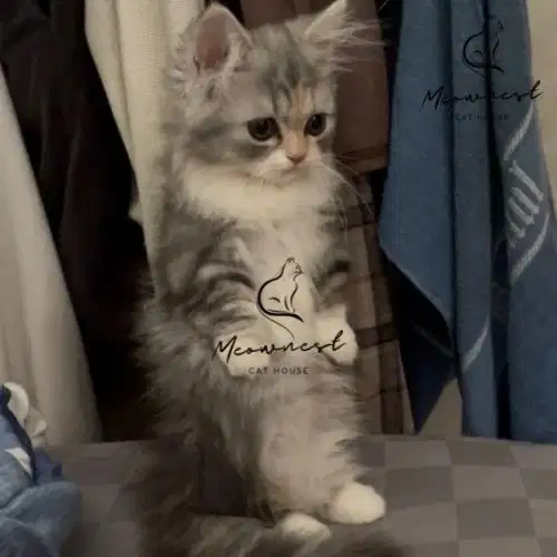 PERSIA MUNCHKIN (Kitten KAKI PENDEK)