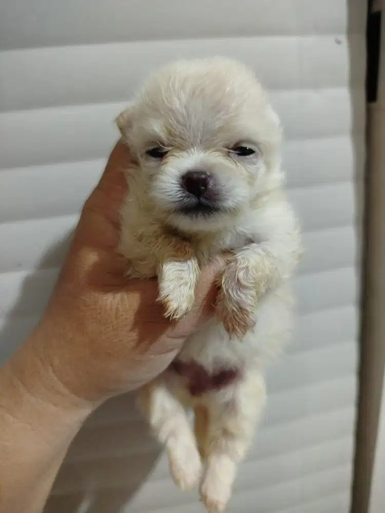 anjing minipom pomerian jefra petshop