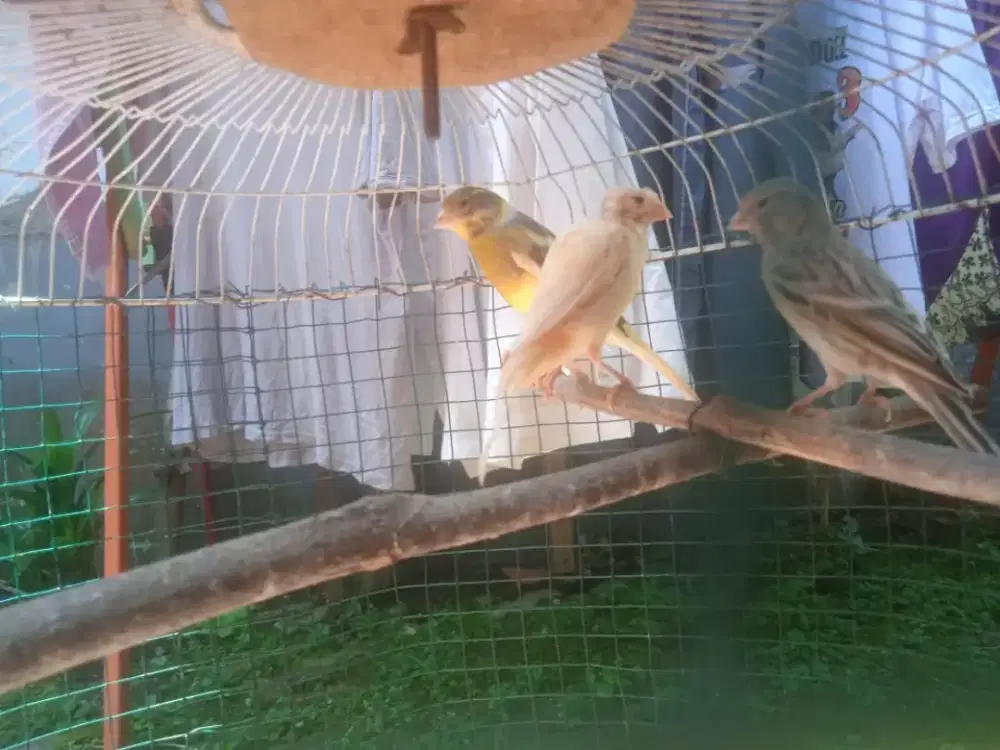 kenari betina siapan dan bahan