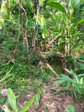 TANAH DI AREA KALIBAWANG DIJUAL DENGAN HARGA BORONGAN MURAH SEKALI. JK10469