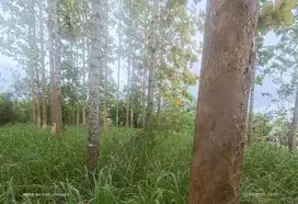 Tanah isi pohon jati di Taktakan kota serang banten