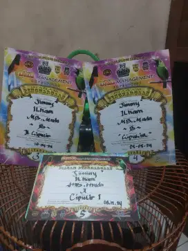 murai batu pastol fulset sering masuk nominasi lomba