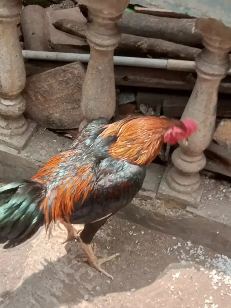 Ayam Jago Bangkok 2 ekor