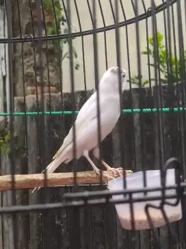 Burung kenari putih rajin bunyi