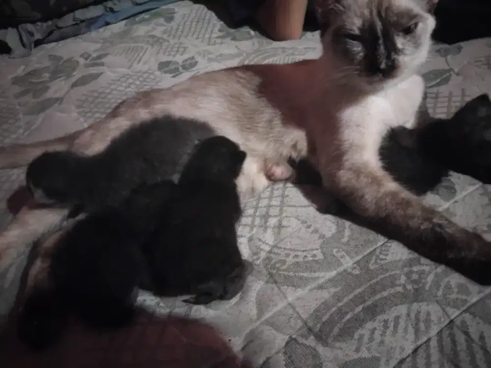 Jual anak kucing