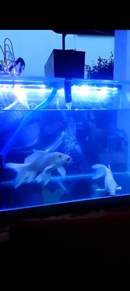 Ikan koi kumpay platinum slayer 30cm up