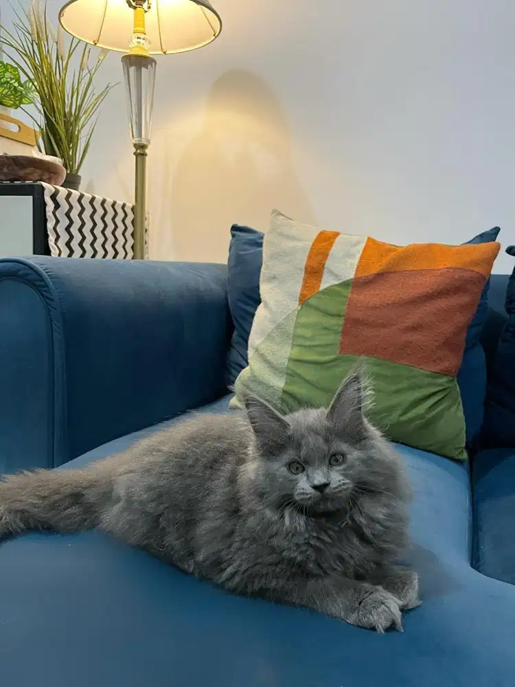 Mainecoon betina 2,5bulan
