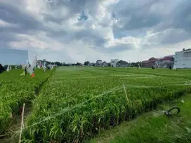 Tanah Kavling 5 Unit Siap Bangun Hunian dan Kos
