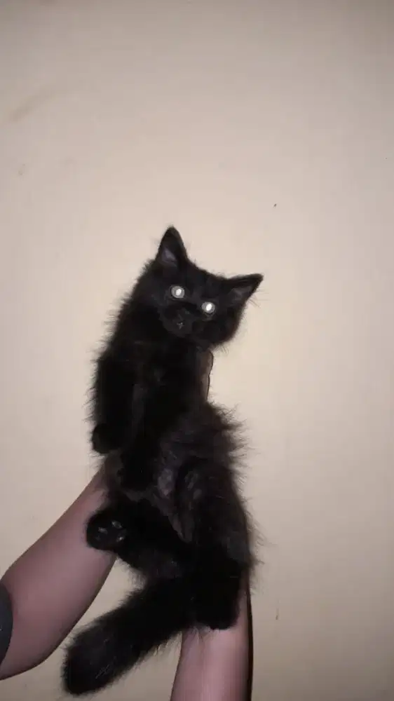 Kitten Persia Medium