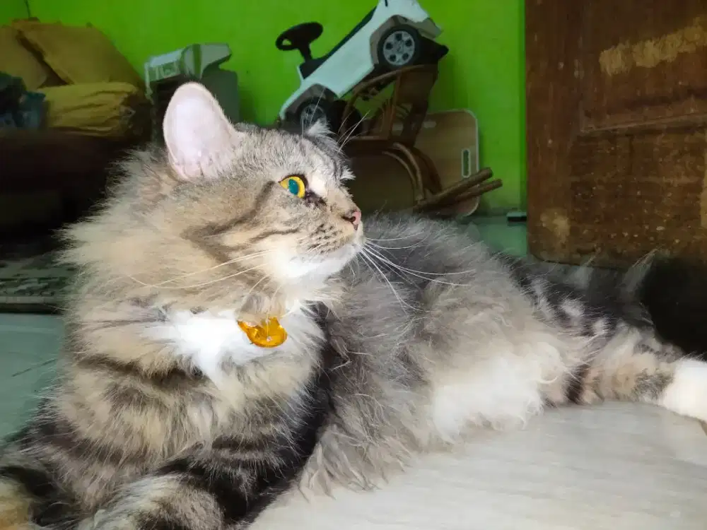 jual kucing persia + kandang