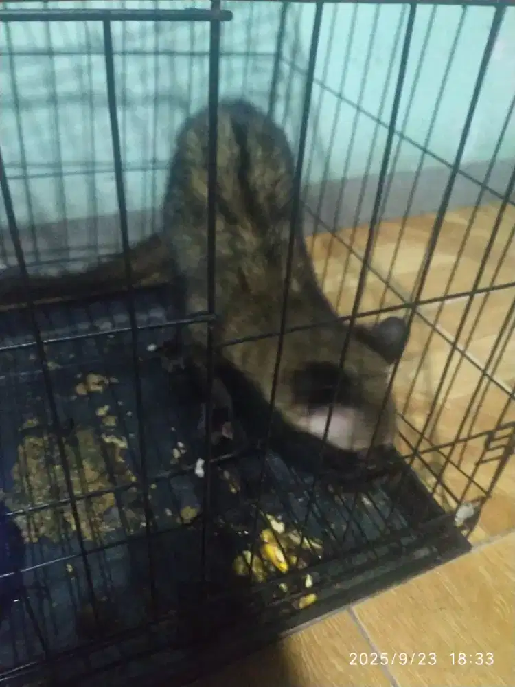 Di jual aja nih musang pandan