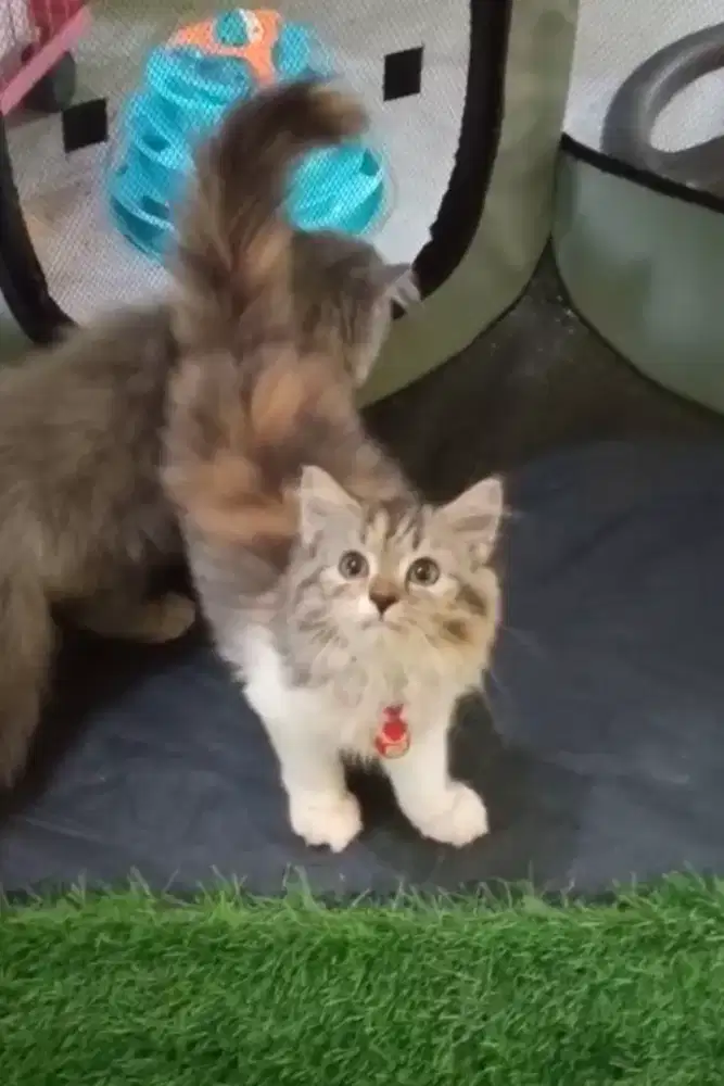 Kitten persia calico