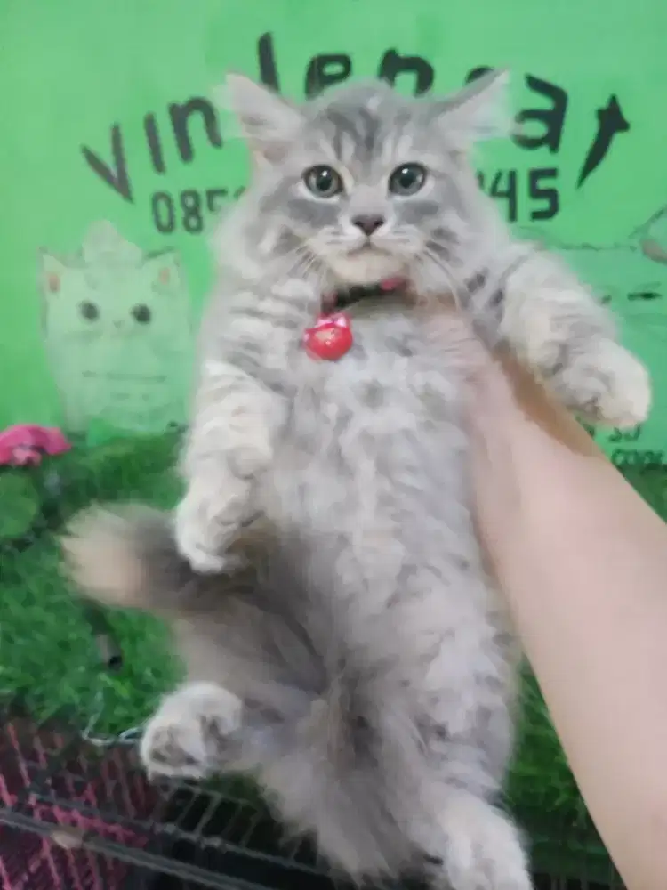 Kitten persia Abu