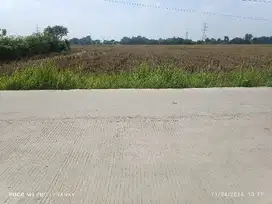 tanah di jalan utama kalodran ciruas serang banten