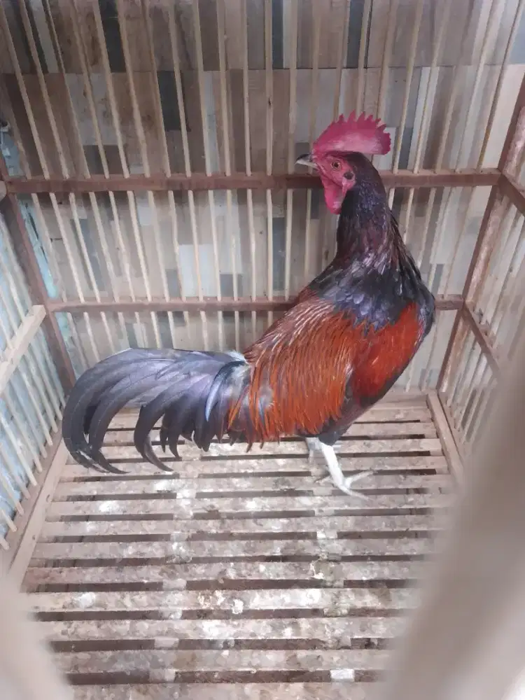 Ayam Bekisar merah, bahan prospect suara irama