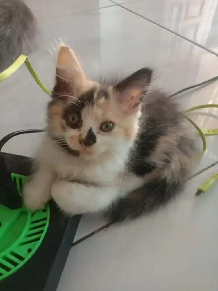Kitten Calico betina