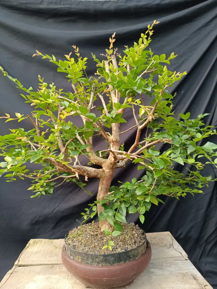 Tanaman bonsai Anggur brazil/kupalandak