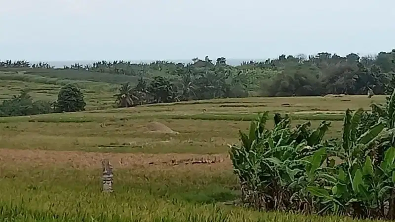 Tanah view sawah kelating tabanan