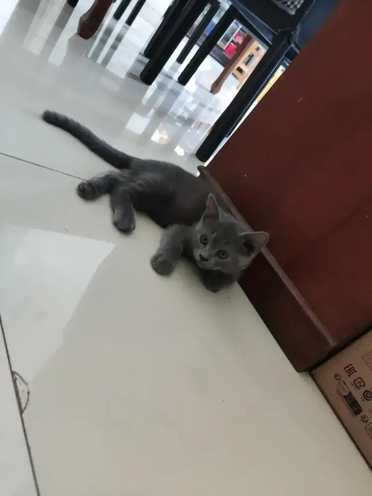 Lepas adopsi bsh