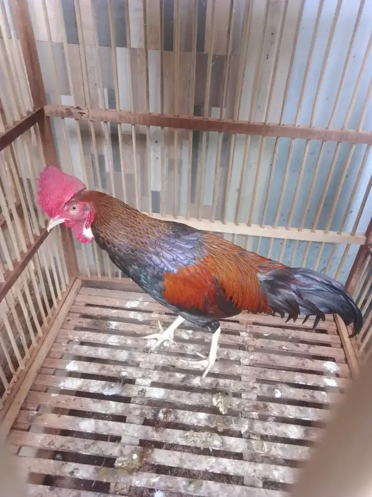 Ayam bekisar wiring, Kokok lumayan panjang belakang