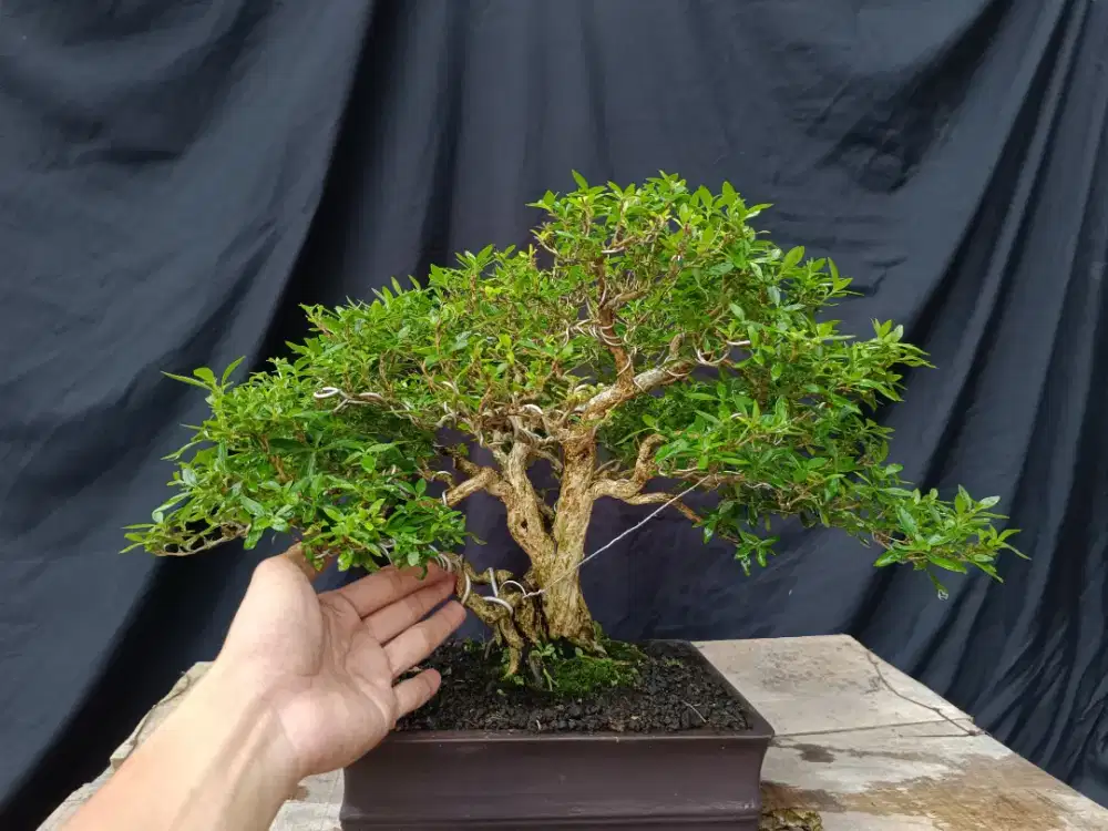 Tanaman bonsai serbin siap pajang