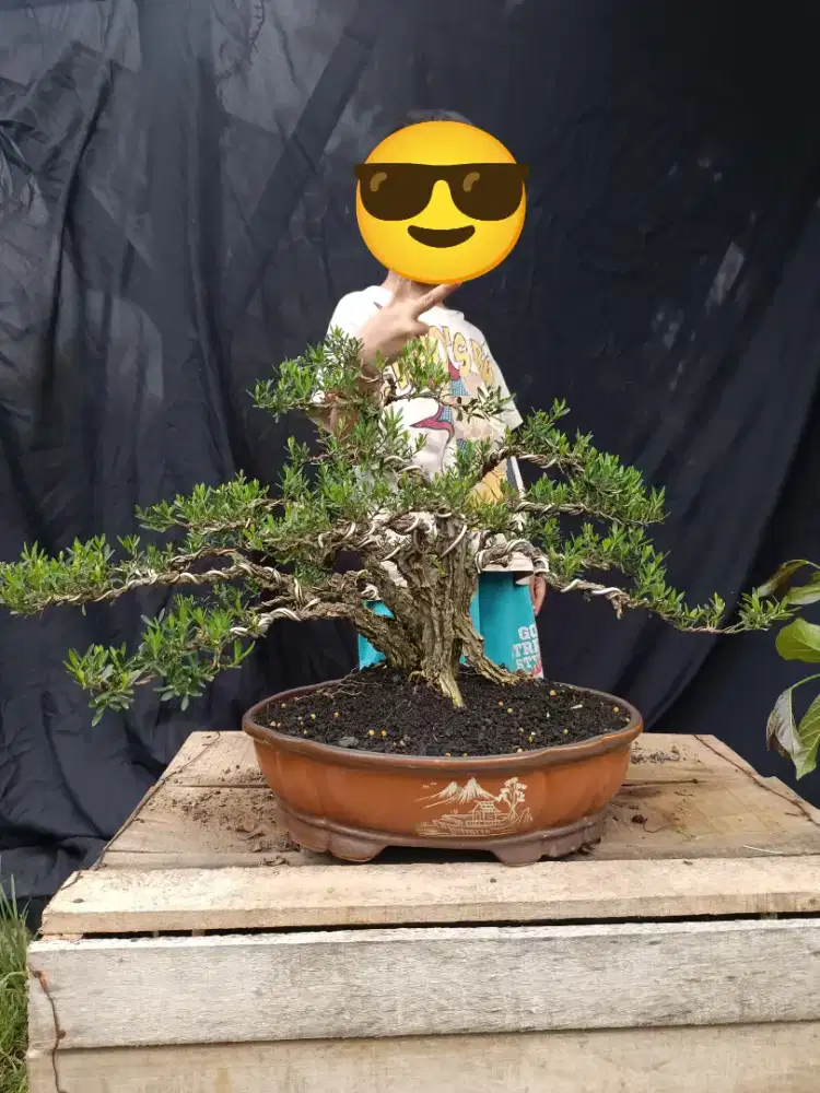 Tanaman bonsai Boxus barang besar mewah