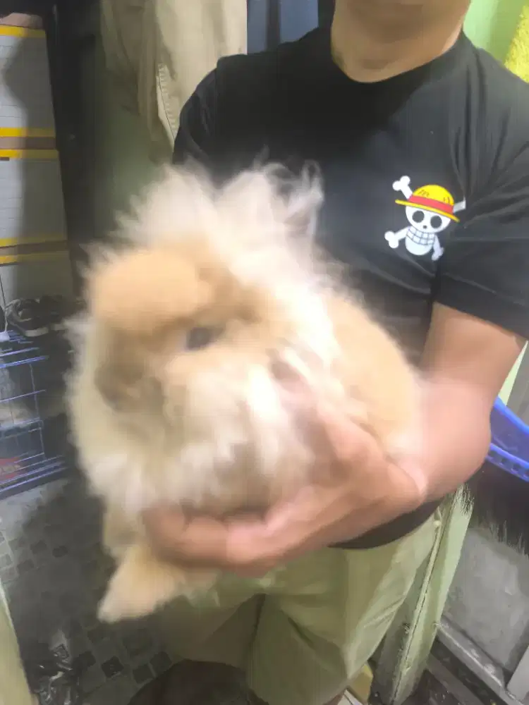 KELINCI KEPALA SINGA