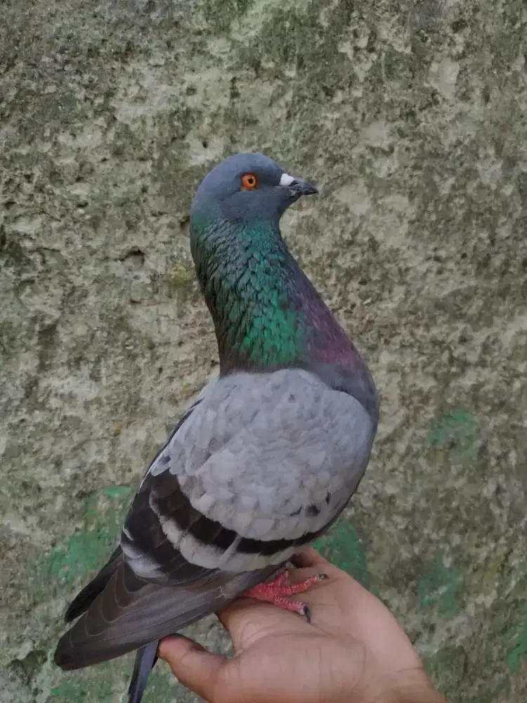 Merpati kolongan meja