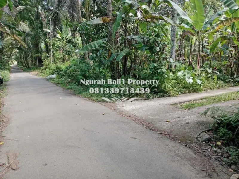 Dijual Tanah Murah Luas 2 Are View Hutan di Kelusa