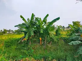 D Jual Tanah d balaraja tangerang