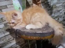 Kitten Persia Jantan, orens garfield usia 4 bulan