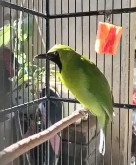 Burung murai medan