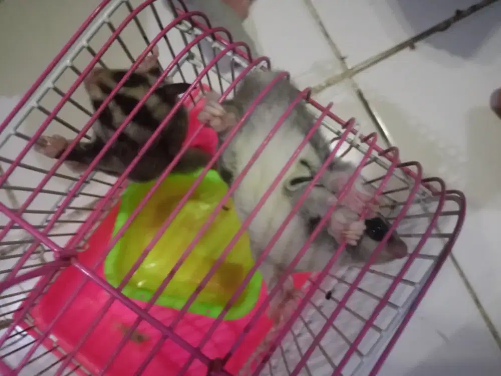 Sugar Glider Classic Grey Joey