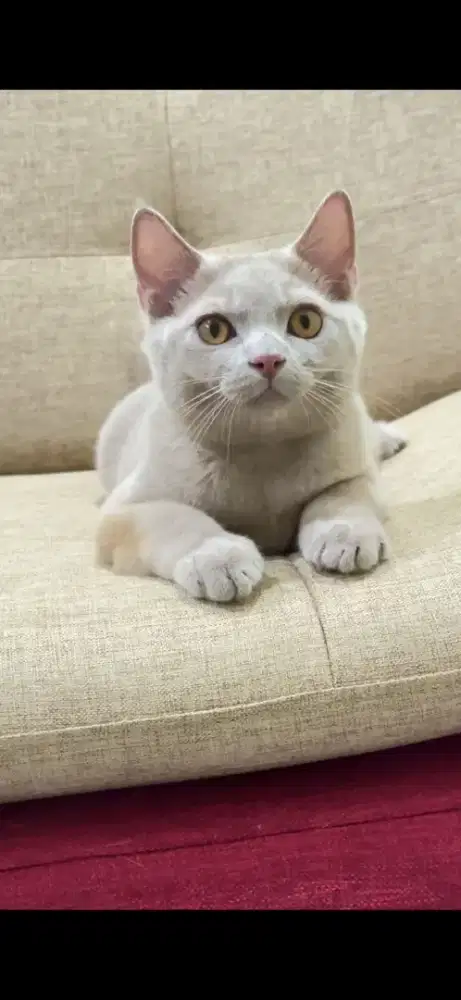 Kucing BSH Jantan