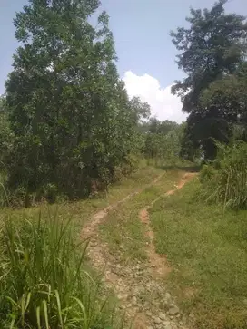 DIJUAL TANAH SUPER MURAH LUAS 8ha DI BOGOR