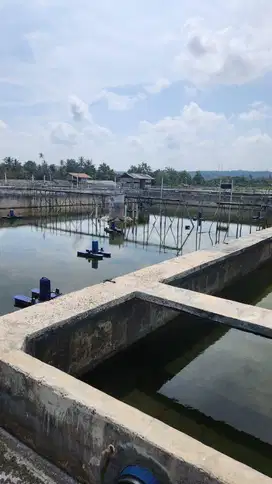 TAMBAK UDANG KOMERSIAL LENGKAP FASILITAS DI SIDOMULYO LAMPUNG SELATAN