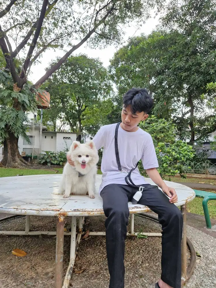 DOG SITTER / PENGASUH ANJING