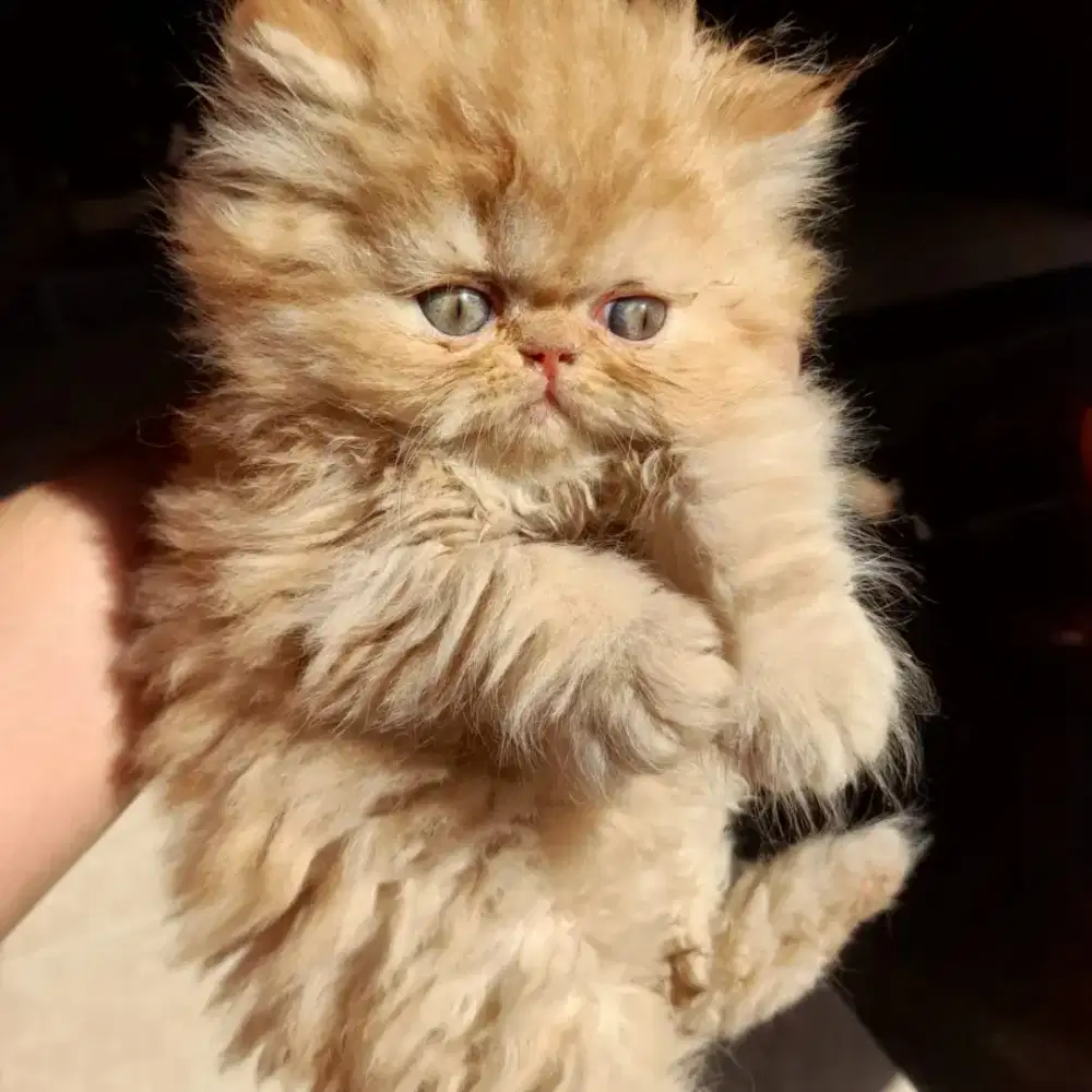 Kucing Pesek PEAKNOSE GARFIELD ORANGE