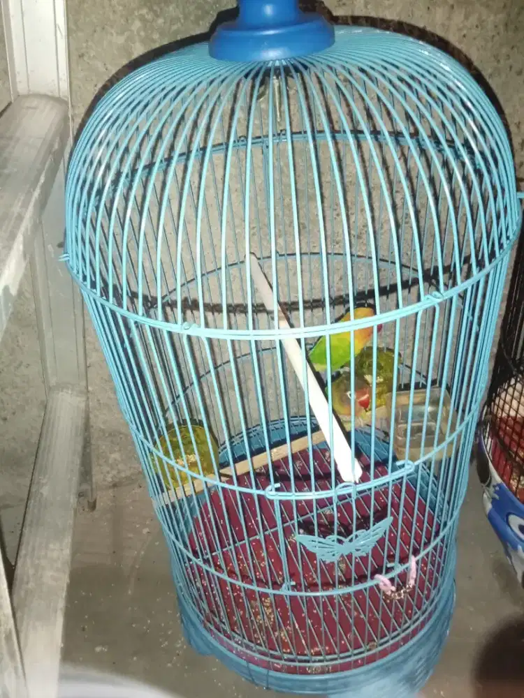 Lovebird sepasang