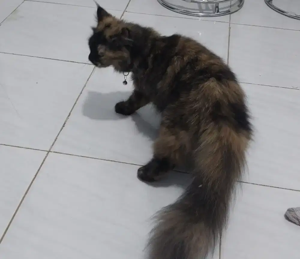 open adopp mainccon Black torty
