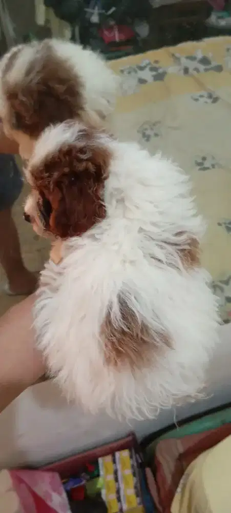 Toy poodle female