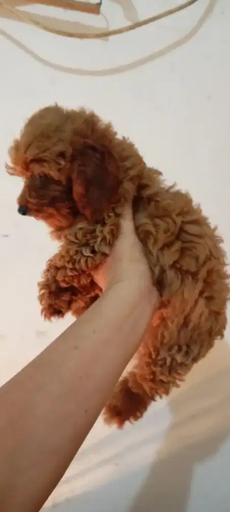 Tiny poodle female