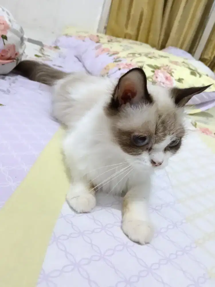 Kucing tidur dikasur