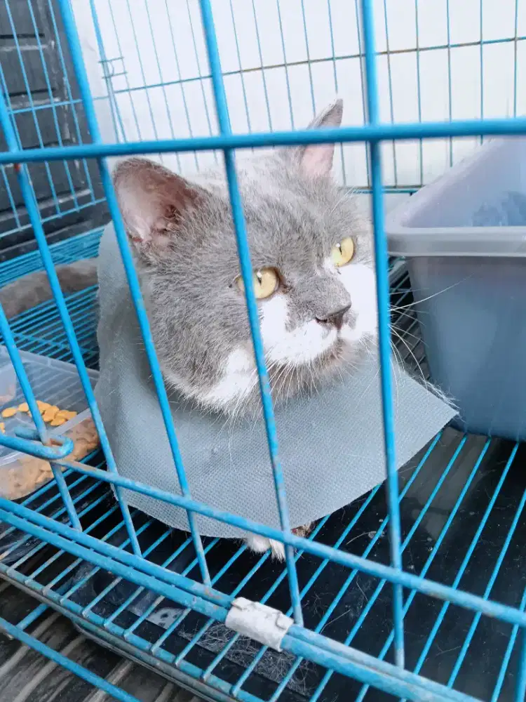 Kucing habis grooming