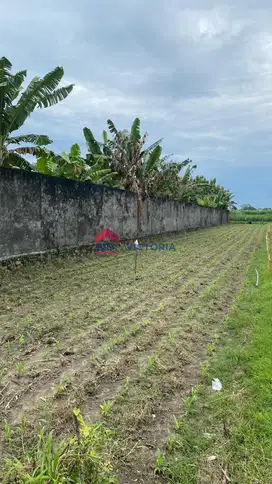 Dijual Tanah di Katang Kediri Dekat Kawasan Kuliner & Perhotelan
