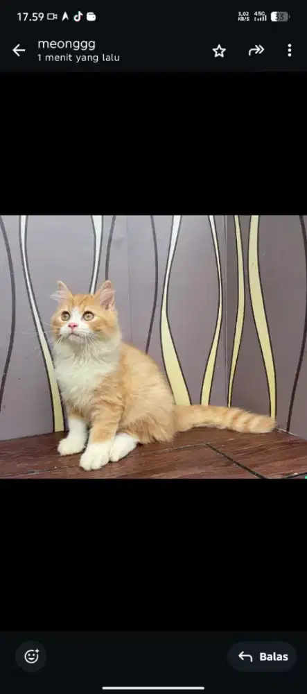Kucing Persia lucu